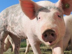 云南腾冲非洲猪瘟是怎么回事？死了多少头猪？采取措施了吗？