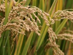 人们什么时候把发出嫩芽的稻种撒在秧田里的？
