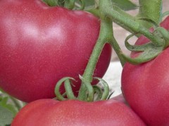 西红柿裂口是什么原因造成的？