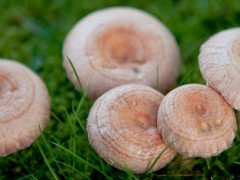 蘑菇从出土到成熟需几天？