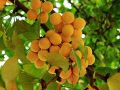 银杏树为落叶阔叶树种吗？