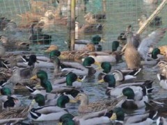 浙江10万只鸭子出征巴基斯坦灭蝗是怎么回事？蝗虫的天敌是鸭子？