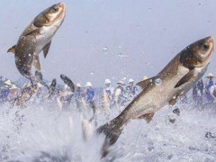 水产和海鲜有什么区别?