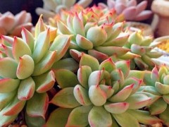 多肉大棚挣钱吗?需要投资多少?怎么搭建?