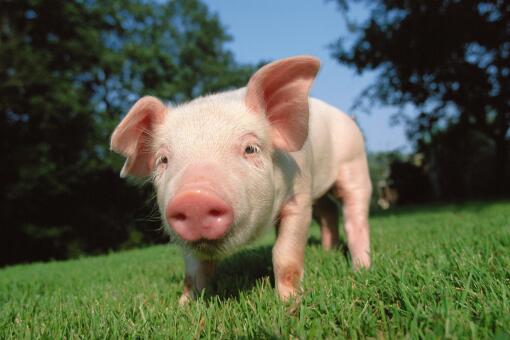 2020年农村养猪50头国家补贴多少钱？生猪养殖的春天来了！