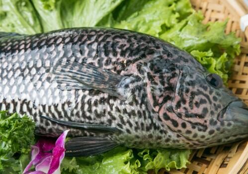 海水石斑鱼价格是多少钱一斤?养殖利润如何?