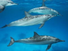 海豚是什么动物类型？用什么呼吸？尾巴有什么作用？