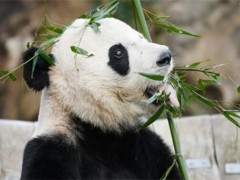 旅美大熊猫回国是怎么回事？将回到哪里？