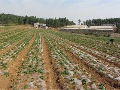 地膜春土豆的后期管理！什么时候除膜培土？怎么水肥管理？