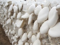 白灵菇栽培怎么管理?存在的问题及解决思路?附出菇管理技术!