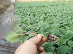 茄子分苗注意事项!茄子什么时候分苗?多长时间移栽?