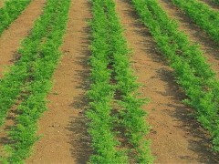 春季萝卜高产栽培技术!萝卜怎样种才能高产?密度一般是多少?