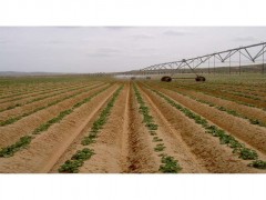 春季种植土豆高产栽培技术!土豆高产高效种植技巧!