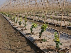 苦瓜定植后管理技术!怎么肥水管理、温湿度管理?