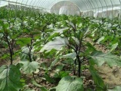 茄子种植三不宜!茄子种植温度要求、施肥要求、茬次要求!
