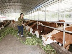 饲料喂牛干的好还是湿的好?水拌料还是干料为好?附优点和缺点!