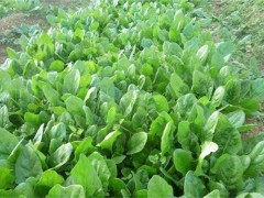 春季该如何种植好菠菜?春季菠菜怎么种植方法?几月份播种最好?
