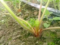 如何促进草莓花芽分化?草莓怎么才能分花芽?分化适宜温度多少?
