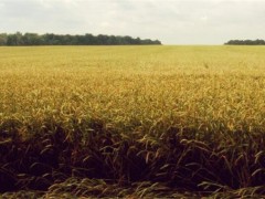 2020水稻保护价是多少？早、中、晚稻分别是多少钱？附高产栽培技术