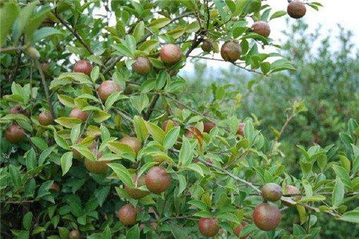 2020年茶油树种植前景怎么样