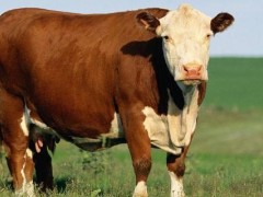 养肉牛的利润与成本是多少？养100头牛一年利润多少钱？