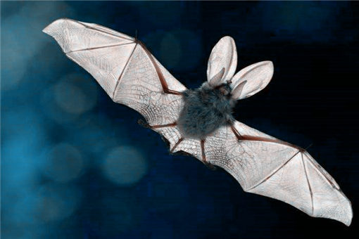 蝙蝠飞到家里是什么预兆？有什么传统说法和现代说法？怎么驱赶方法