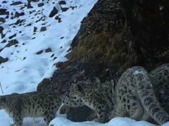 祁连山境内拍到4只雪豹同时漫步！雪豹是国家几级保护动物？