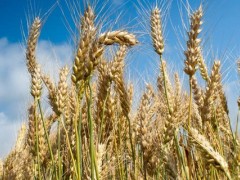 关于小麦的种植问题！精恶唑禾草灵对小麦有影响吗？
