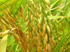 关于水稻的种植问题！早稻晚稻区别？