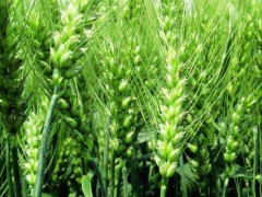 关于小麦的种植问题！小麦齐穗后几天扬花？