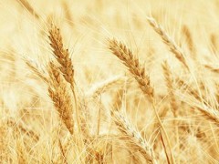 关于小麦的种植问题！小麦种子出芽率多少能种？