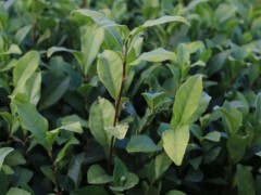 关于茶树的种植问题！分析斯里兰卡早期种植园由种植咖啡转为茶树的主要因素？