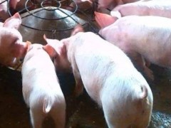 怎么投诉邻居养猪？关于养猪的养殖问题！