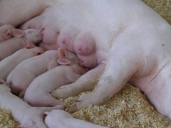 母猪配种22天流白色异物？关于母猪的养殖问题！
