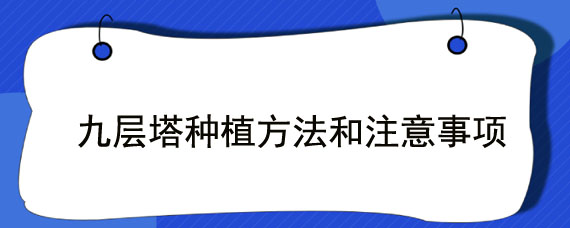 九层塔种植方法和注意事项