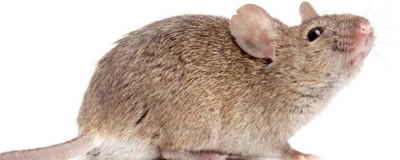 溴鼠灵多久能毒死老鼠？关于溴鼠灵的养殖问题！