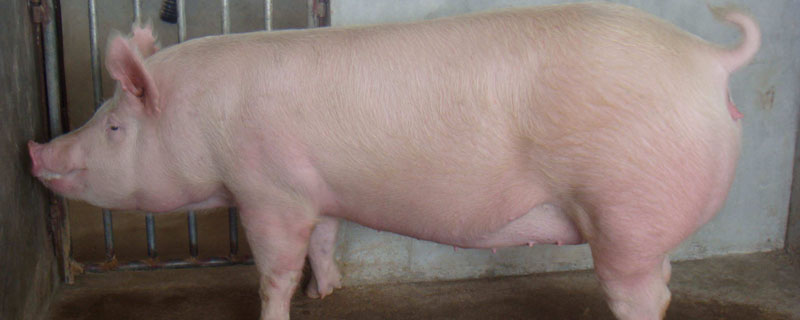 哺乳母猪体温39度8正常吗？关于养猪的养殖问题！
