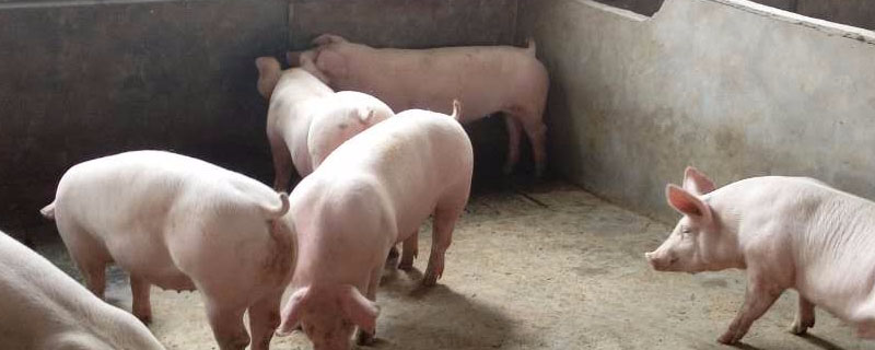 母猪产后不排便妙招？关于养猪的养殖问题！