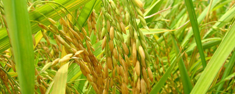稻田禾苗发黄什么原因？关于水稻的种植问题！