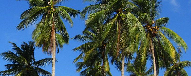 海南岛种植椰树的不利条件？关于椰树的种植问题！