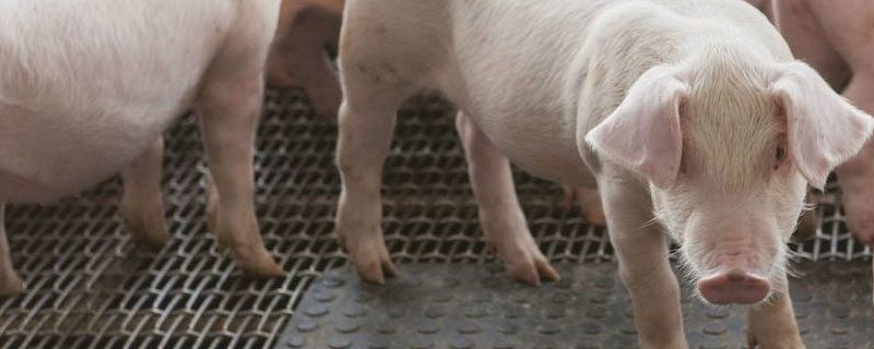 猪多大用多大的针头表？关于养猪的养殖问题！