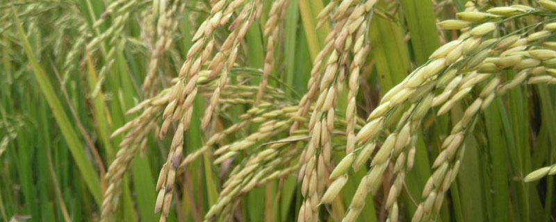 潍坊北部种植海水稻的条件？关于水稻的种植问题！