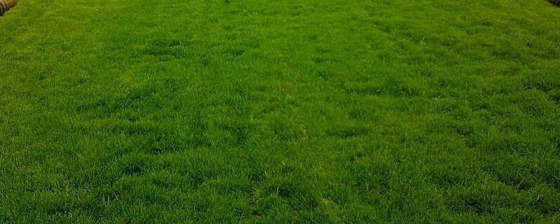 足球场的草坪叫什么草？关于草坪的种植问题！