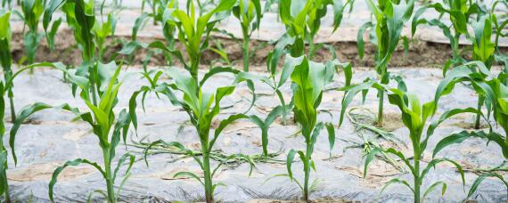 玉米缺苗怎么补种