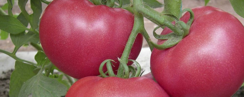西红柿杆子发黑是什么病,会传染吗？关于西红柿的问题！
