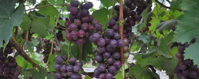 克伦生葡萄上色用什么肥料？关于葡萄的问题！