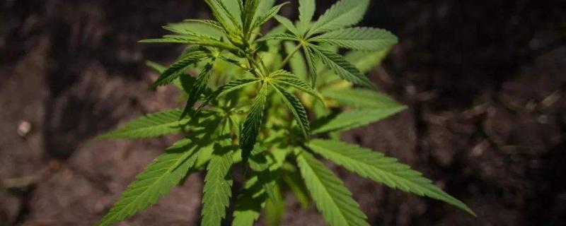 大痳种植的规定,合法种植大麻的技术方法？关于大麻的问题！