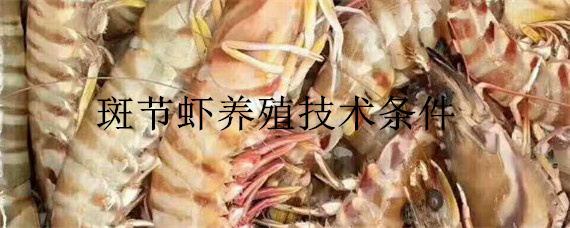 斑节虾<a href=https://www.dadasou.com/ny/yangzhi/ target=_blank class=infotextkey>养殖</a><a href=https://www.dadasou.com/news/142649.html target=_blank class=infotextkey>技术</a>条件