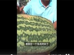 大爷种出160斤大西瓜！怎么种出来的？西瓜怎么种植才能高产？