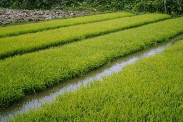 秧田里有青苔怎么治